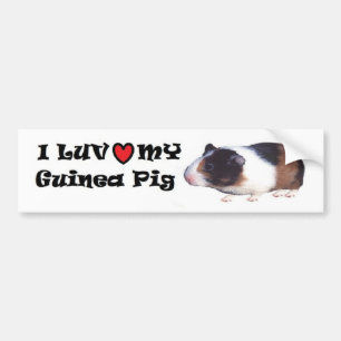 Guinea Pig Bumper Sticker