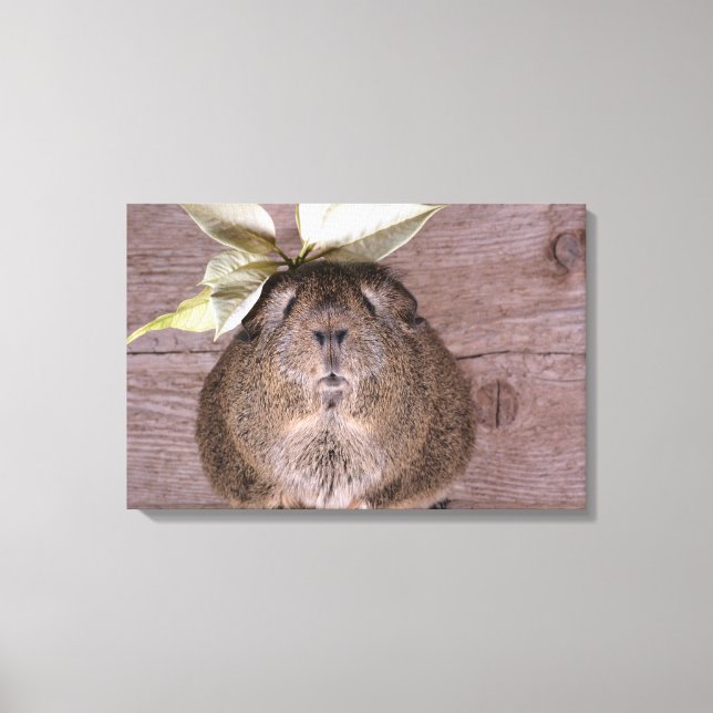 Guinea pig canvas print (Front)