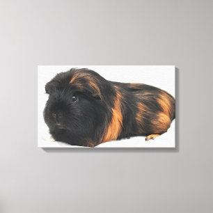 Guinea Pig Canvas Print