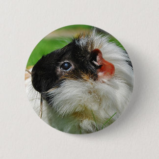 Guinea pig Chewie 6 Cm Round Badge