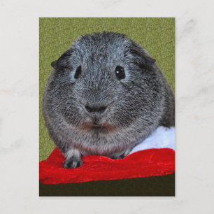 Guinea Pig Christmas Holiday Postcard
