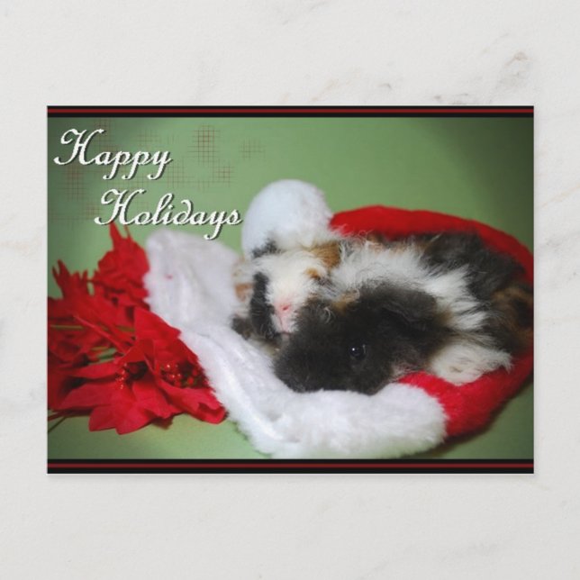 "Guinea Pig Christmas" Photo Card (Front)