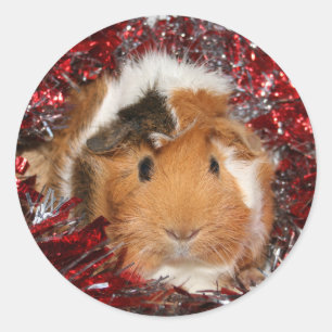 Guinea Pig Christmas sticker