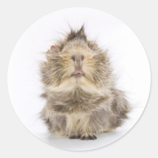 Guinea Pig Classic Round Sticker