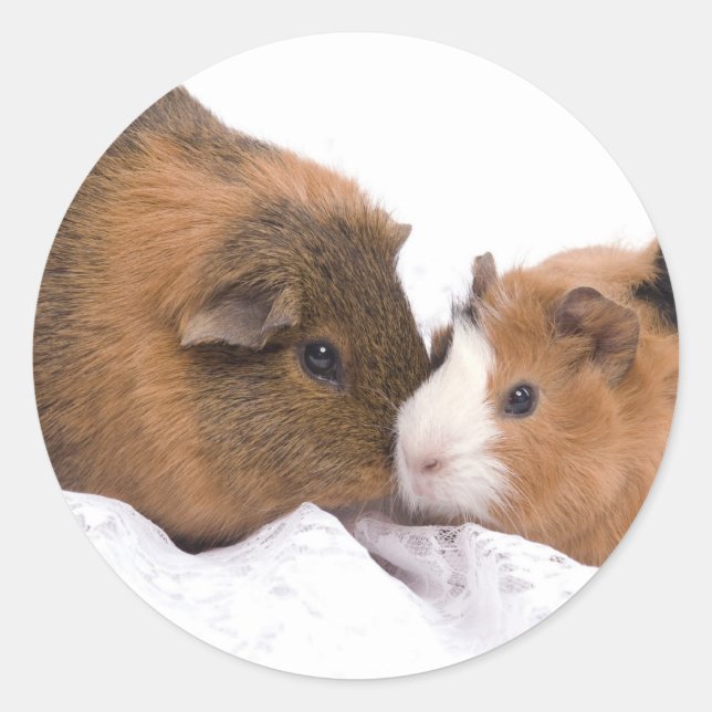 guinea pig classic round sticker (Front)