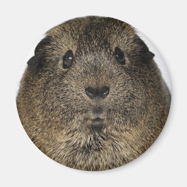 Guinea Pig Close Up Magnet (Front)