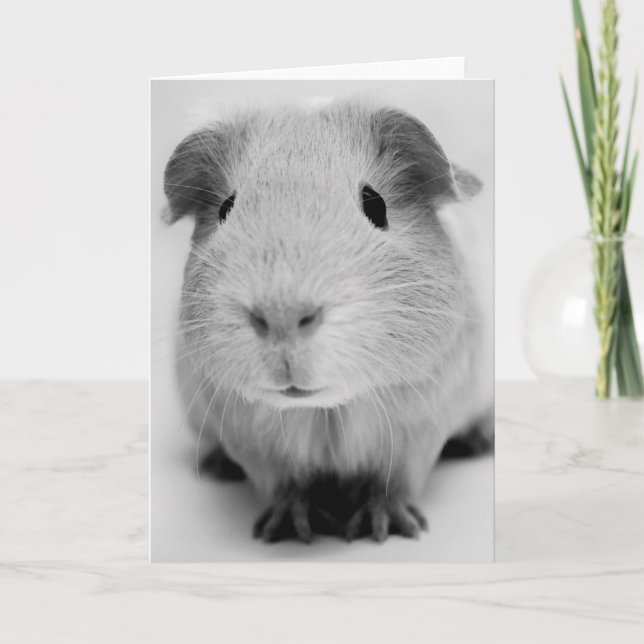 Guinea Pig Greeting Card (Front)