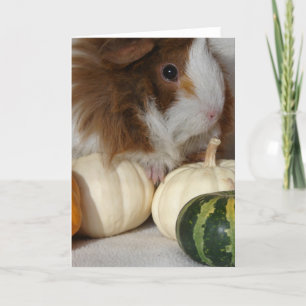 Guinea Pig Harvest Card
