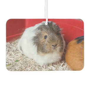 Guinea pig in a cage car air freshener