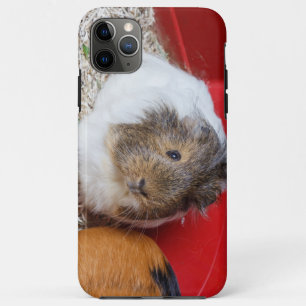 Guinea pig in a cage Case-Mate iPhone case