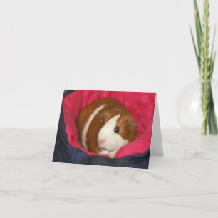 Guinea Pig in a Cozie Notecard