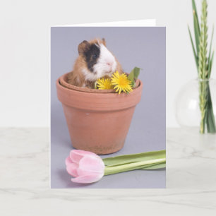 guinea pig in a flowerpot card