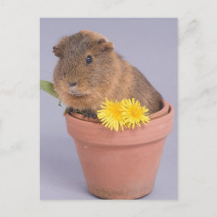 guinea pig in a flowerpot postcard