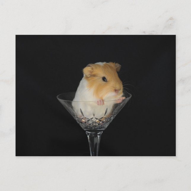 Guinea pig in a wine glass postcard (Front)