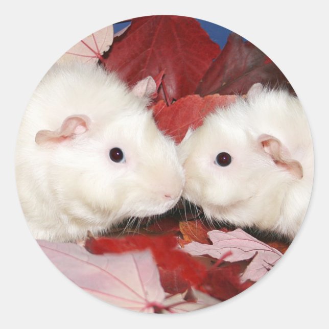 Guinea pig kiss sticker (Front)