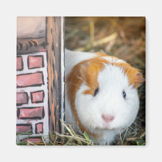 Guinea pig magnet