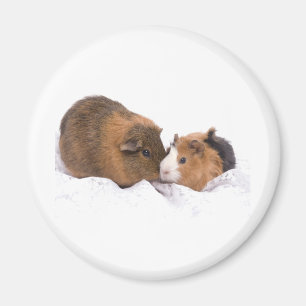 guinea pig magnet