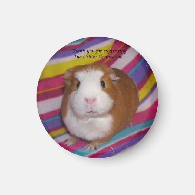 Guinea Pig Magnet #3 (Front)