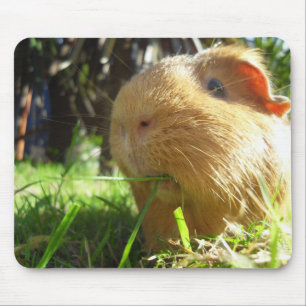 Guinea pig Mouse-pad Mouse Pad