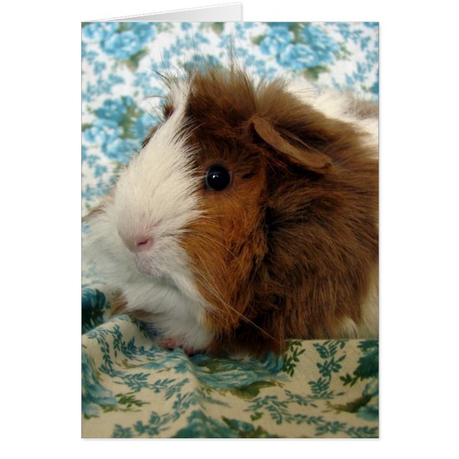 Guinea Pig on Vintage Blue Floral Fabric (Front)