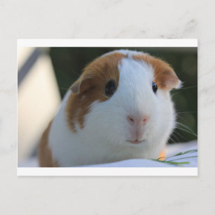 Guinea Pig Outside Postcard