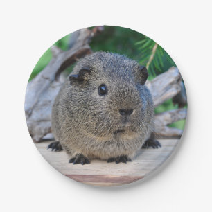 Guinea Pig Paper Plate
