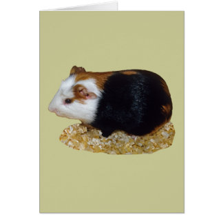 Guinea Pig Pet