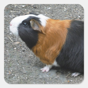 Guinea Pig Photo Square Sticker