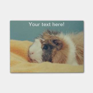 Guinea pig post-it notes