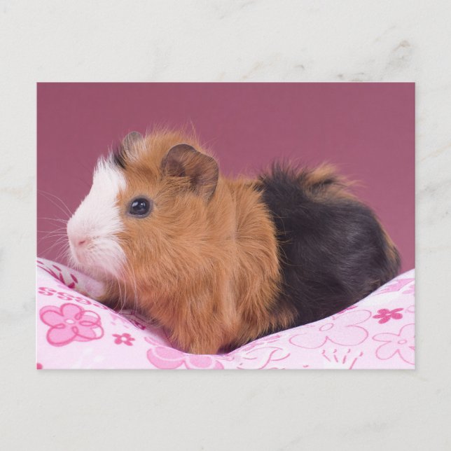 guinea pig postcard (Front)