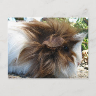 Guinea Pig Postcard