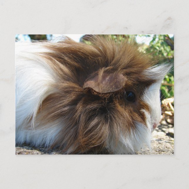 Guinea Pig Postcard (Front)