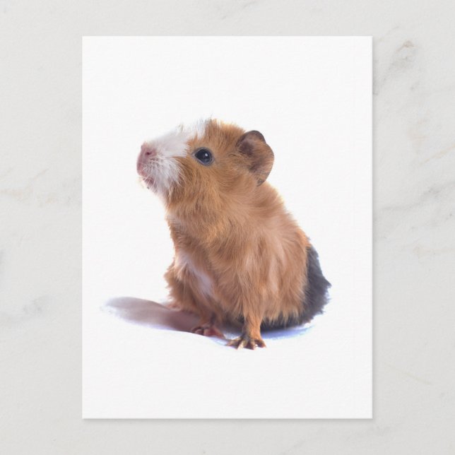 guinea pig postcard (Front)