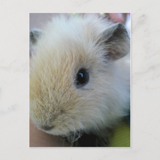 Guinea Pig Postcard (Front)