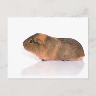 guinea pig postcard
