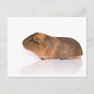 guinea pig postcard