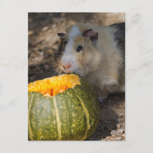 guinea pig postcard