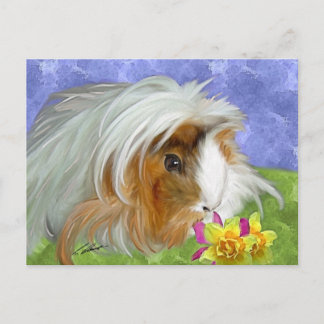 guinea pig postcard