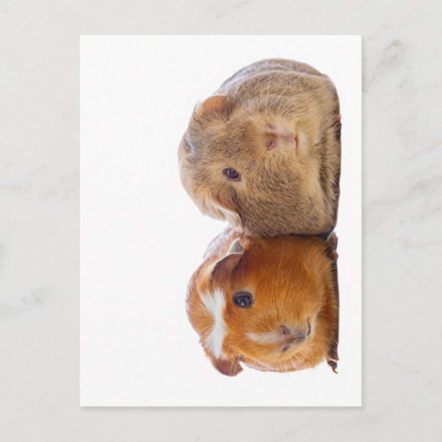 Guinea Pig Postcard (Front)