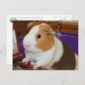 Guinea Pig Postcard (Front/Back)