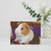 Guinea Pig Postcard (Standing Front)