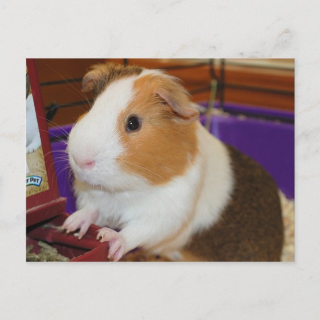 Guinea Pig Postcard (Front)