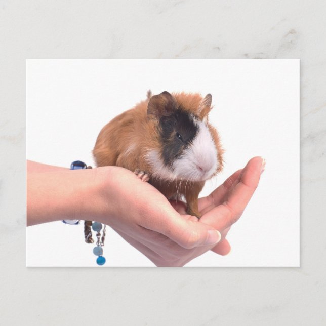 guinea pig postcard (Front)