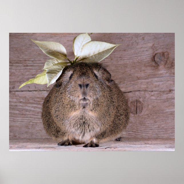 Guinea pig poster (Front)