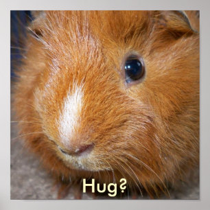 Guinea Pig Poster