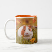 Guinea Pig Quote & Photo