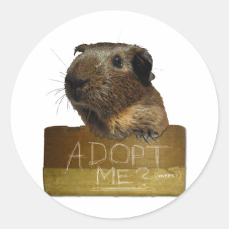 Guinea Pig Rescue Adoption Classic Round Sticker