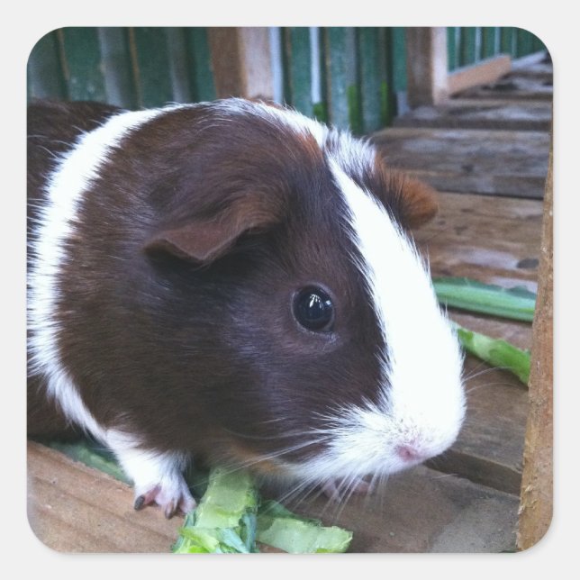 guinea pig square sticker (Front)