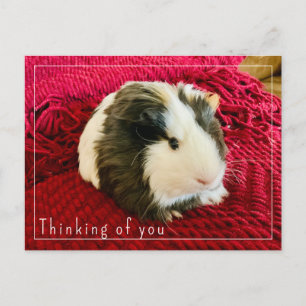 Guinea Pig Thinking of You Postcard Editable