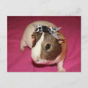 Guinea Pig With Bow 2 Postcard